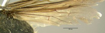 Media type: image;   Entomology 602881 Aspect: hind wing